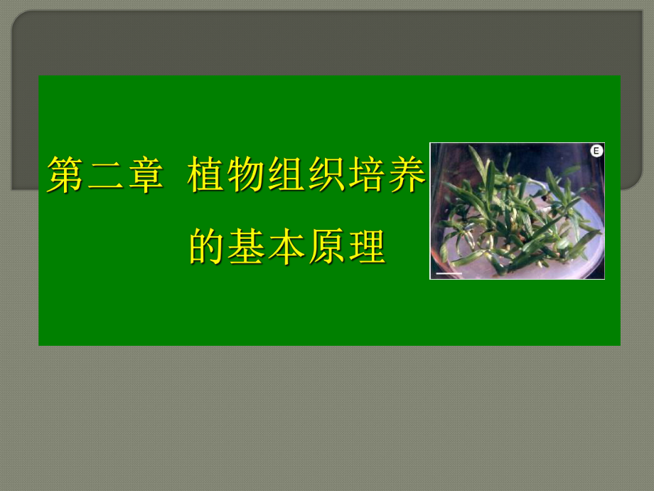 第二章植物组织培养原理课件.ppt_第1页