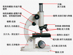 显微镜的使用课件.pptx