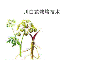 川白芷栽培技术课件.pptx