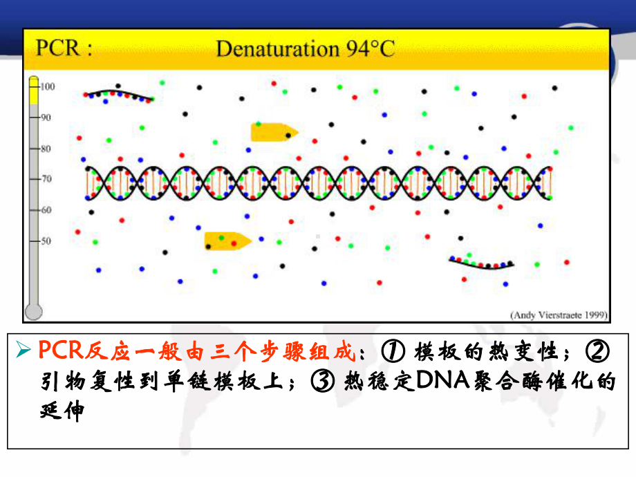 引物设计原理课件.pptx_第2页