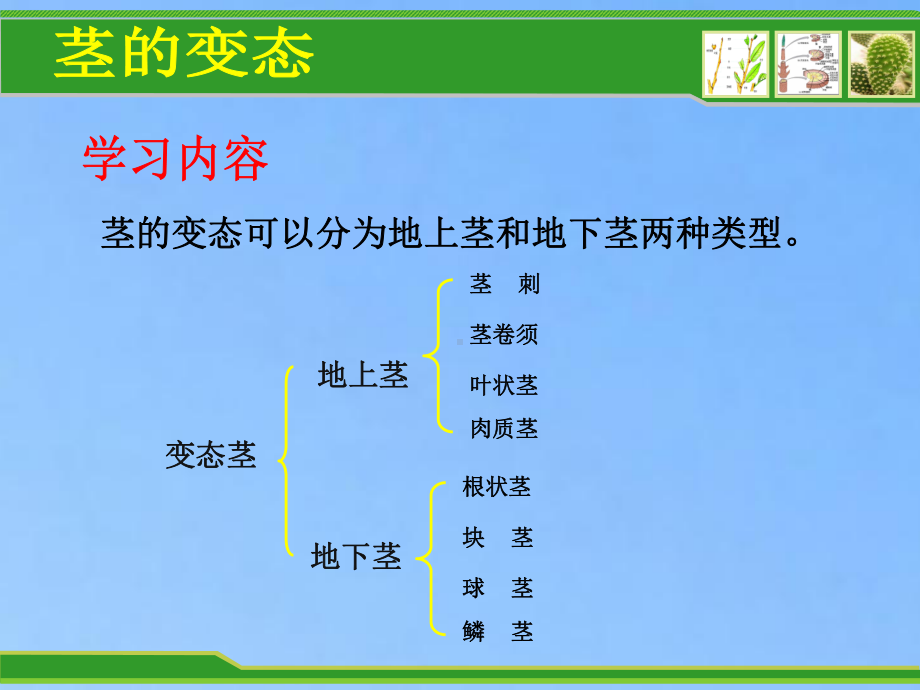 学习内容肉质茎变态茎地下茎地上茎根状茎块茎球茎鳞茎课件.ppt_第3页