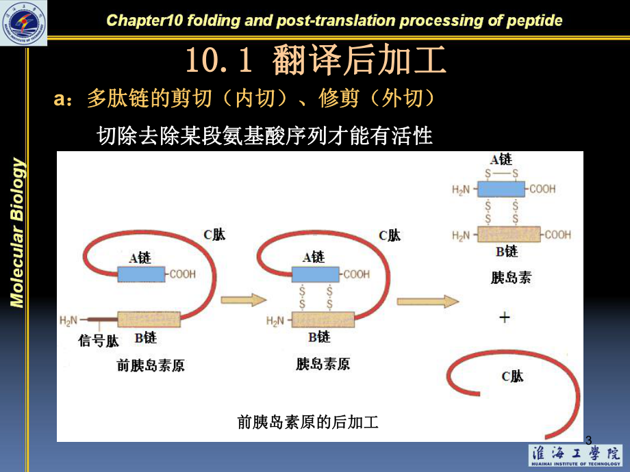 蛋白质翻译后加工及转运课件.ppt_第3页