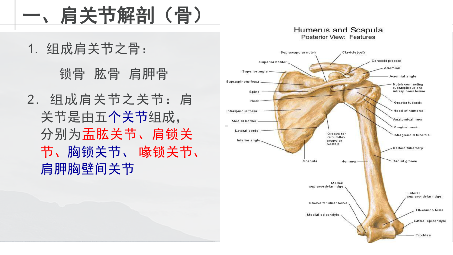 肩周解剖及运动疗法课件.pptx_第2页