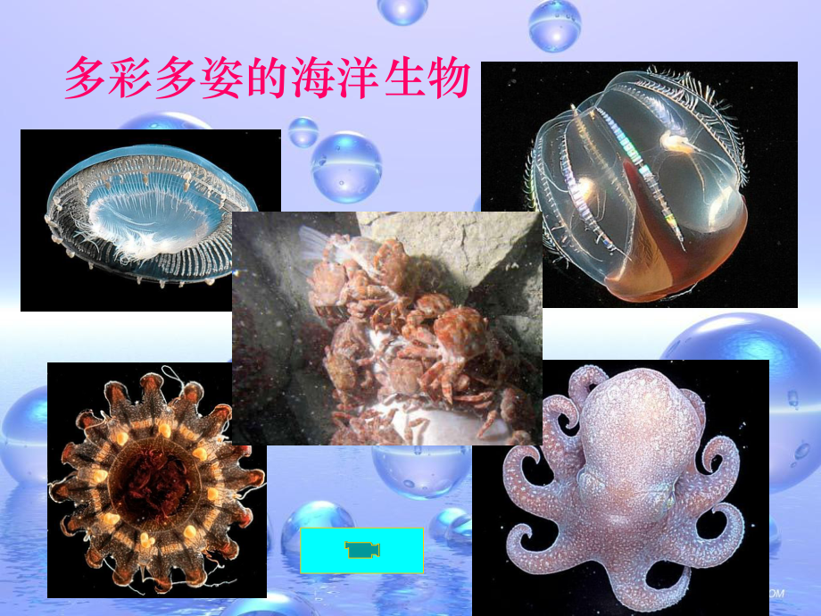 海洋生物调查动态信息课件.ppt_第2页