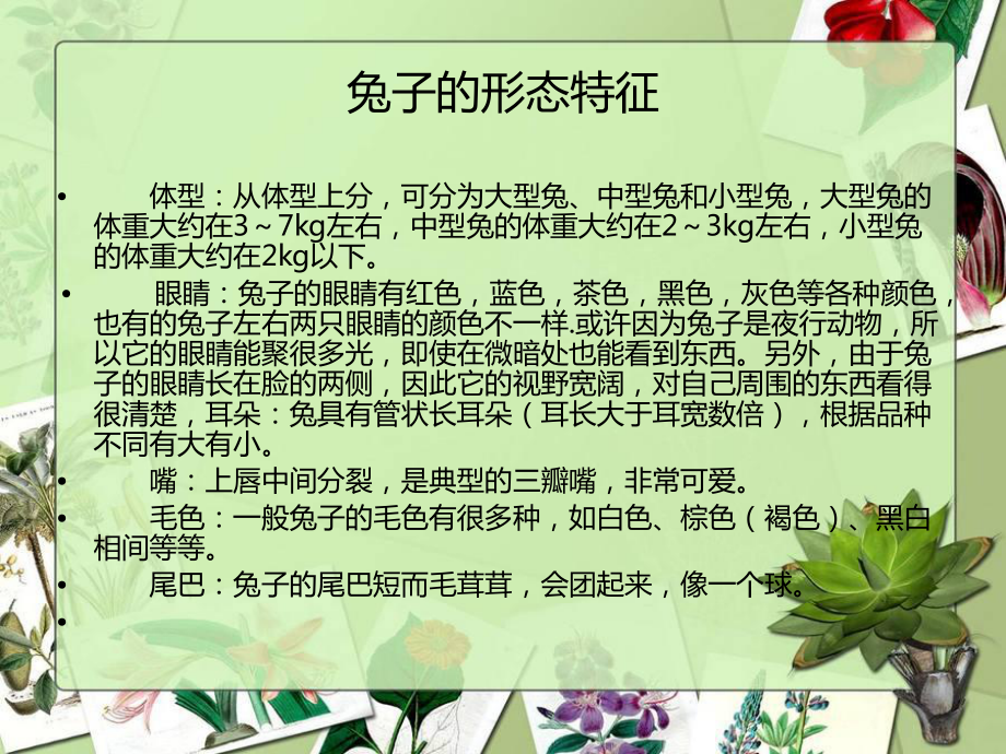 养兔实用技术培训资料课件.ppt_第3页