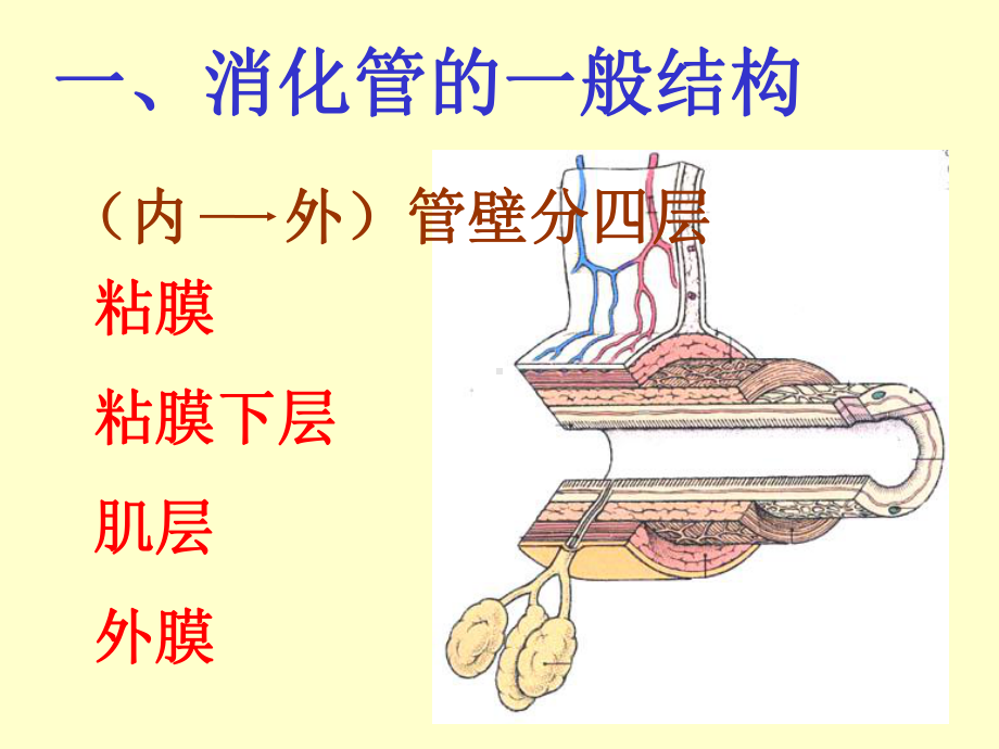 组织学与胚胎学-消化管课件.ppt_第3页