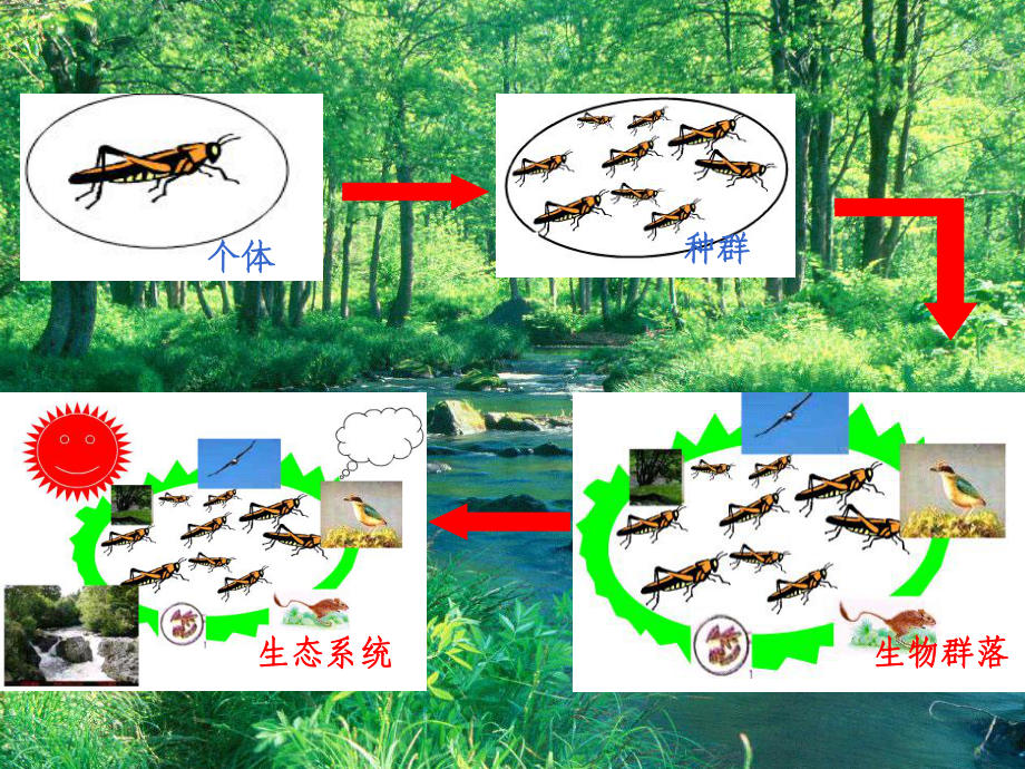 生态系统的组成成分1课件.ppt_第2页