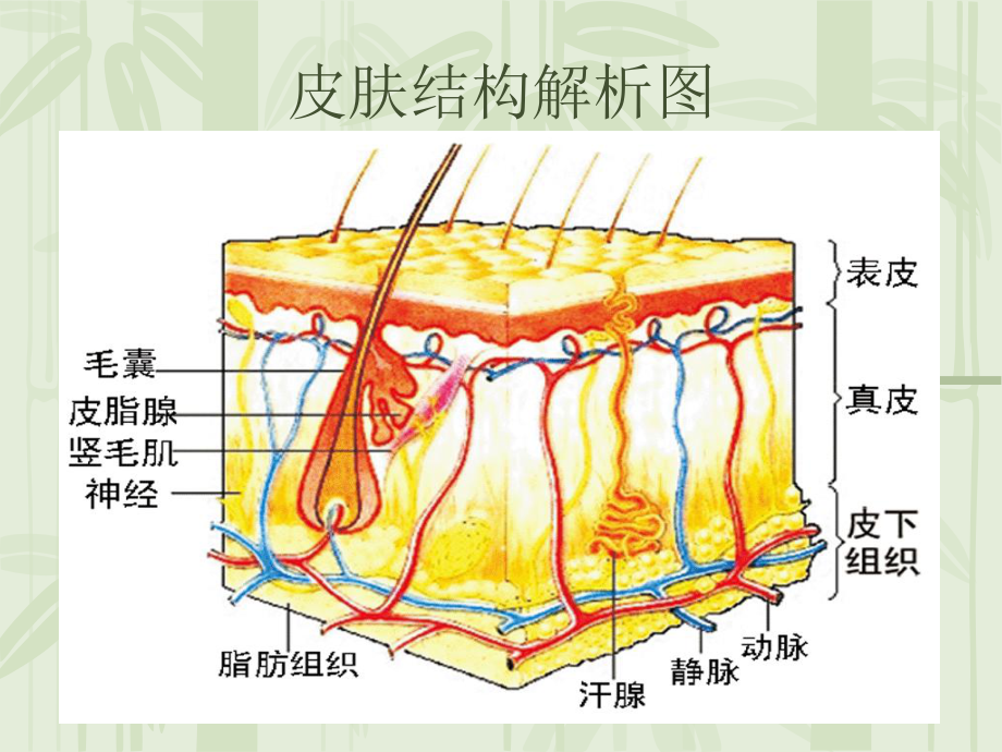 皮肤及软组织-副本课件.ppt_第2页