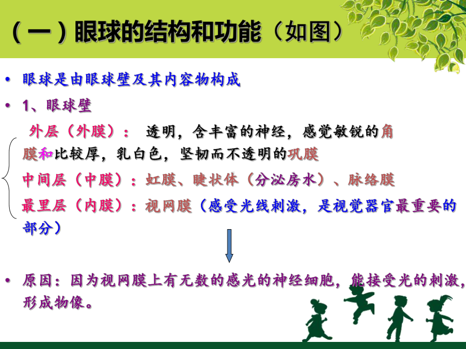 第八节感觉器官(1)课件.ppt_第3页