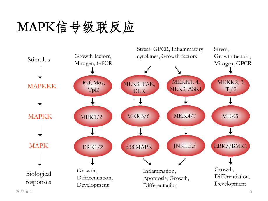 常见信号通路课件.ppt_第3页