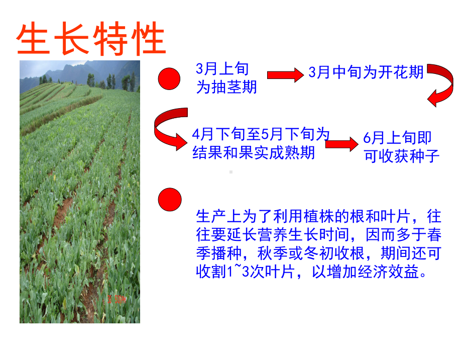 板蓝根栽培与加工技术课件.ppt_第3页