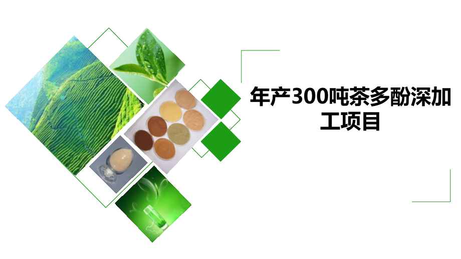 年产300吨茶多酚深加工项目课件.pptx_第1页