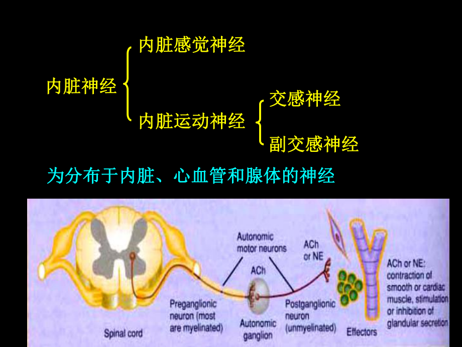 人体解剖学-周围神经课件.ppt_第2页