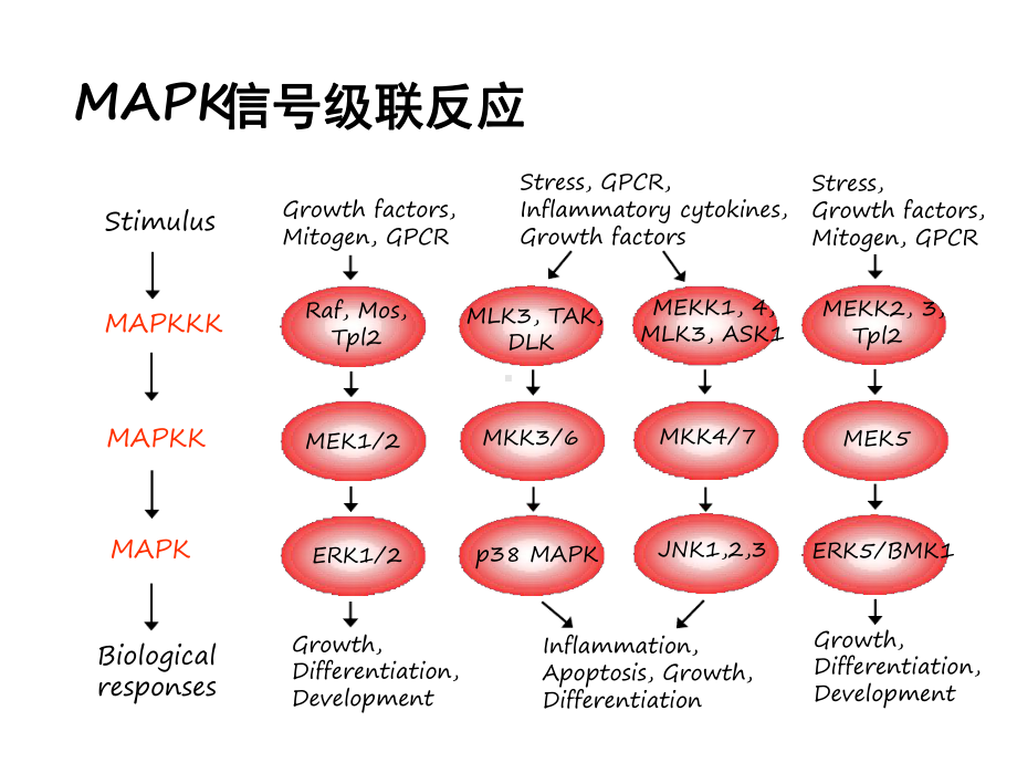 常见信号通路.ppt课件.ppt_第3页