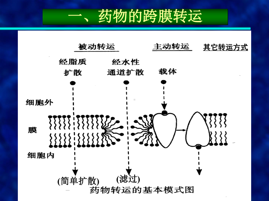 第2章药物代谢动力学课件.ppt_第3页