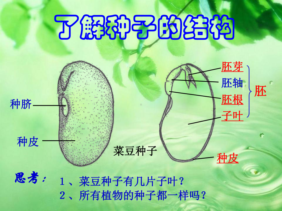 五年级上册科学课件-1.1 种子发芽实验（一）｜教科版 (共10张PPT).ppt_第3页