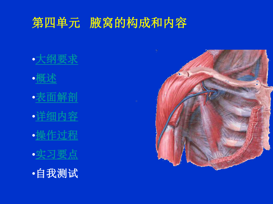 腋窝的构成和内容大纲要求概述表面解剖详细内容课件.ppt_第1页