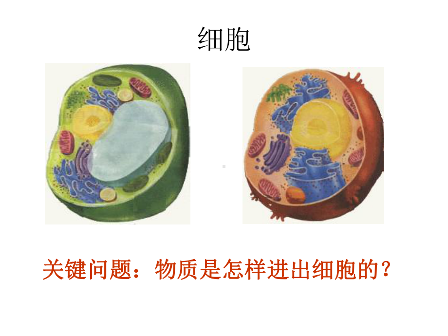 细胞膜的成分磷脂双分子层课件.ppt_第2页