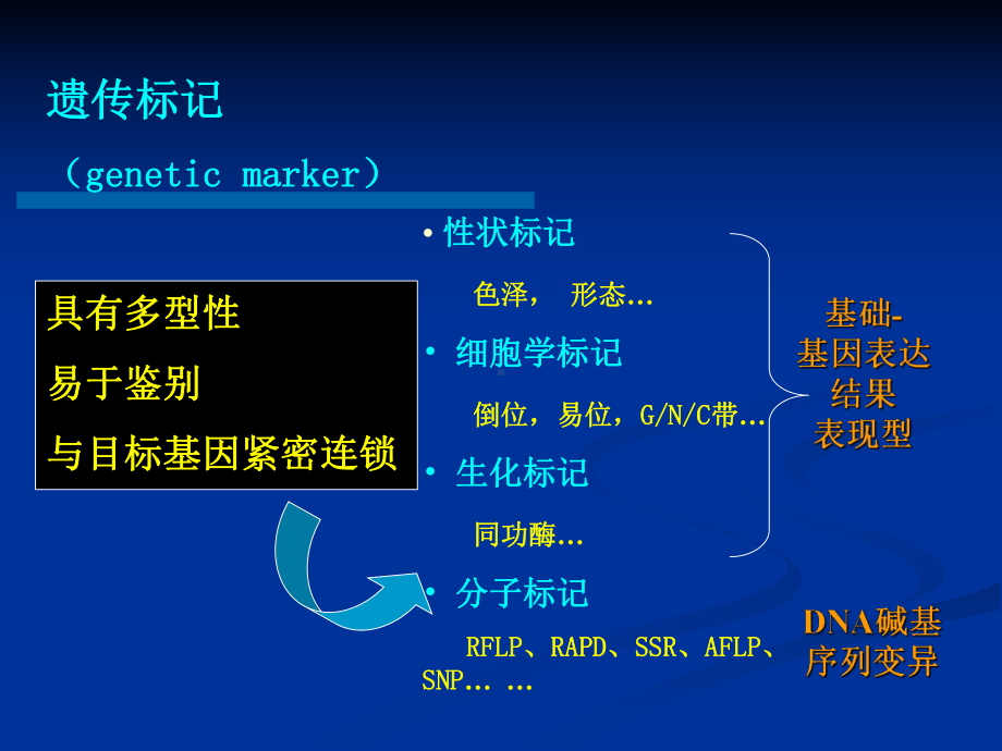 分子标记的分类课件.ppt_第2页