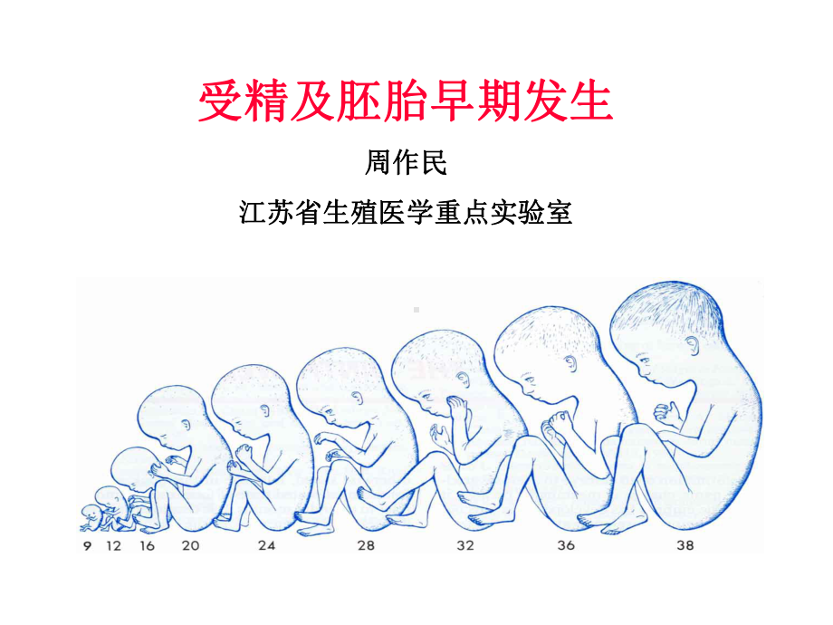 胚层的形成和分化课件.ppt_第1页