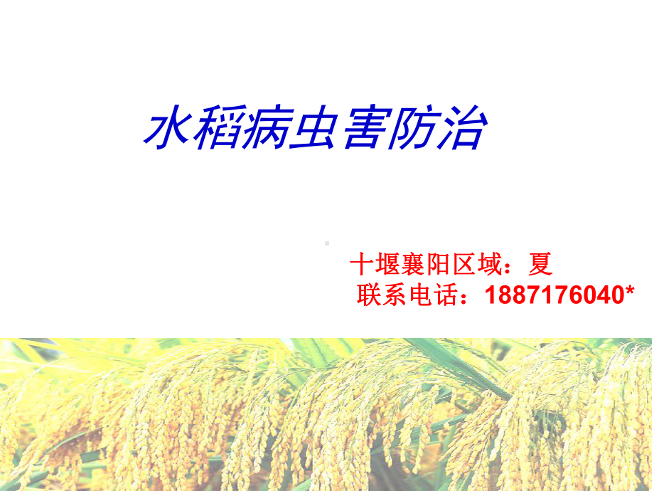 水稻病虫害防治课件.ppt_第1页