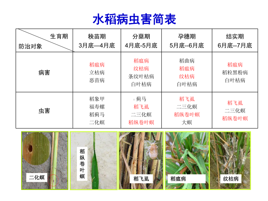 水稻病虫害防治课件.ppt_第3页