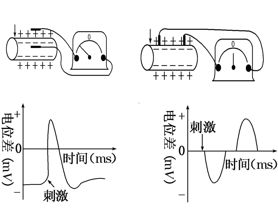 电流表指针偏转问膜电位的测量课件.ppt_第3页