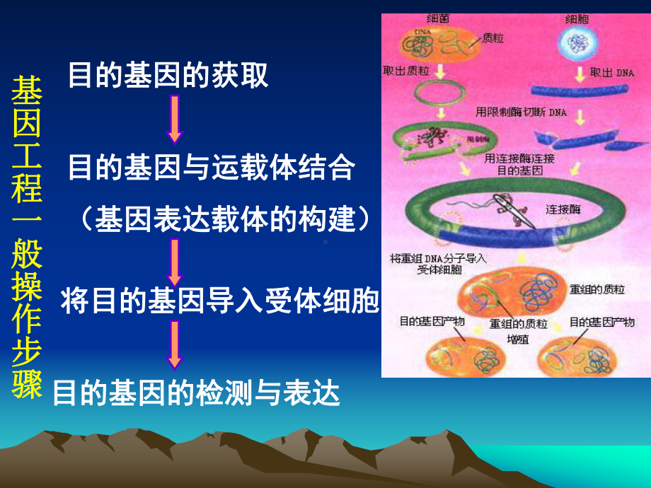 基因工程的工具-限制性核酸内切酶的特点及作用课件.ppt_第3页