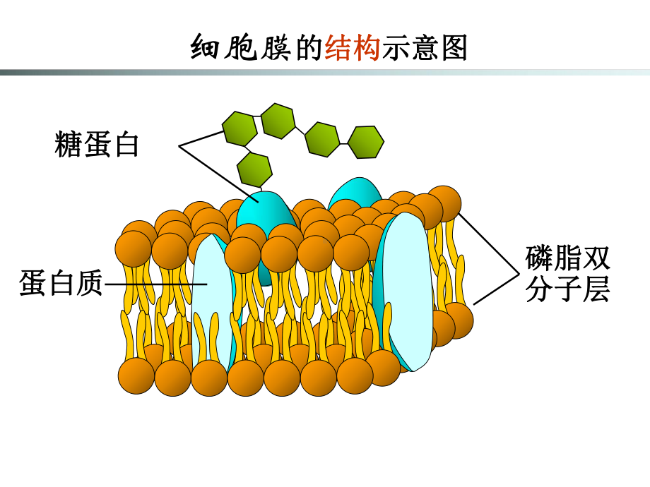 协助扩散和主动运输课件.ppt_第1页