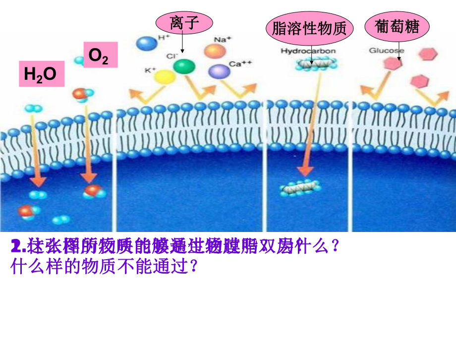 协助扩散和主动运输课件.ppt_第2页