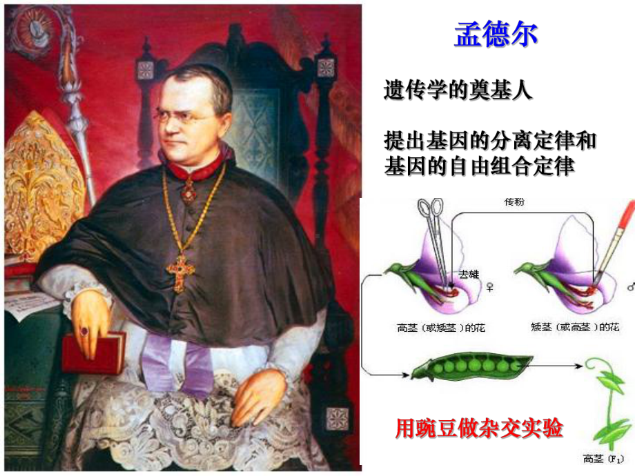 (一轮复习)基因分离定律课件.ppt_第2页