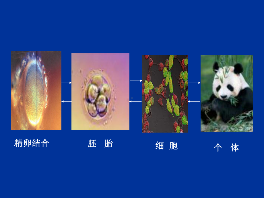 核移植技术及应用课件.ppt_第2页