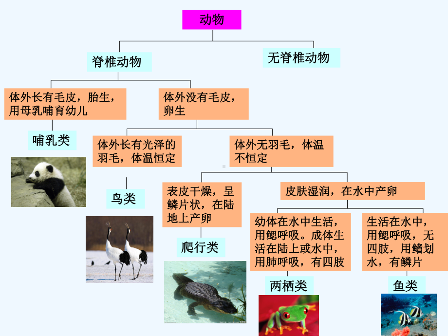 常见动物(无脊椎动物二歧分类检索表)课件.ppt_第2页