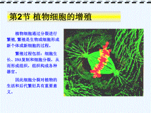 植物细胞周期与增值细胞生长分化课件.pptx