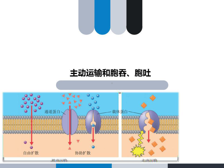 主动运输动画图图片