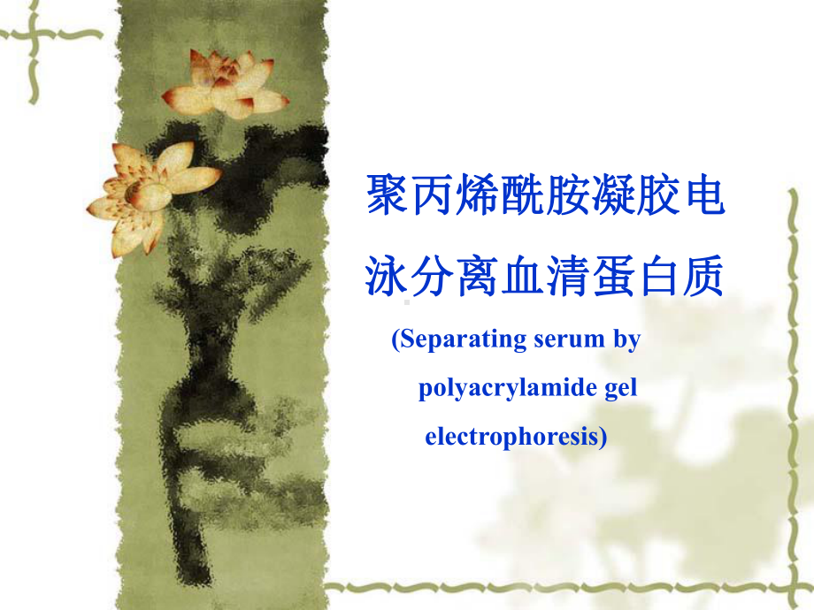 聚丙烯酰胺凝胶电泳分离血清蛋白质课件.ppt_第1页