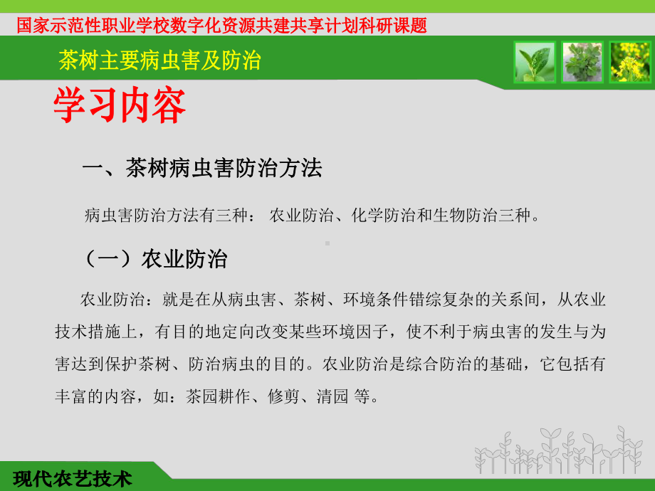 茶树主要病虫害及防治技术课件.ppt_第3页