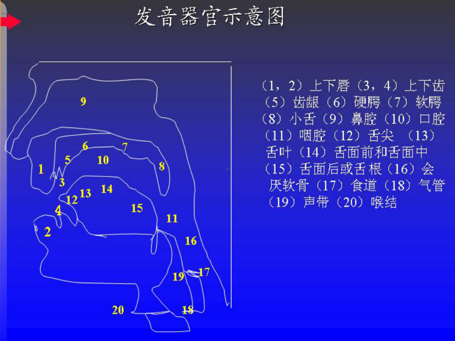 怎样才能更好的三腔共鸣呢课件.ppt_第3页