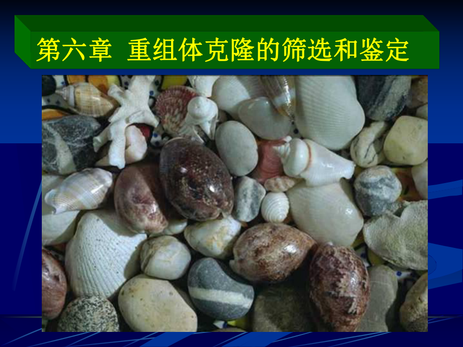 氨苄青霉素抗性基因课件.ppt_第2页