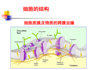 第18章-生物膜的组成与结构课件.ppt