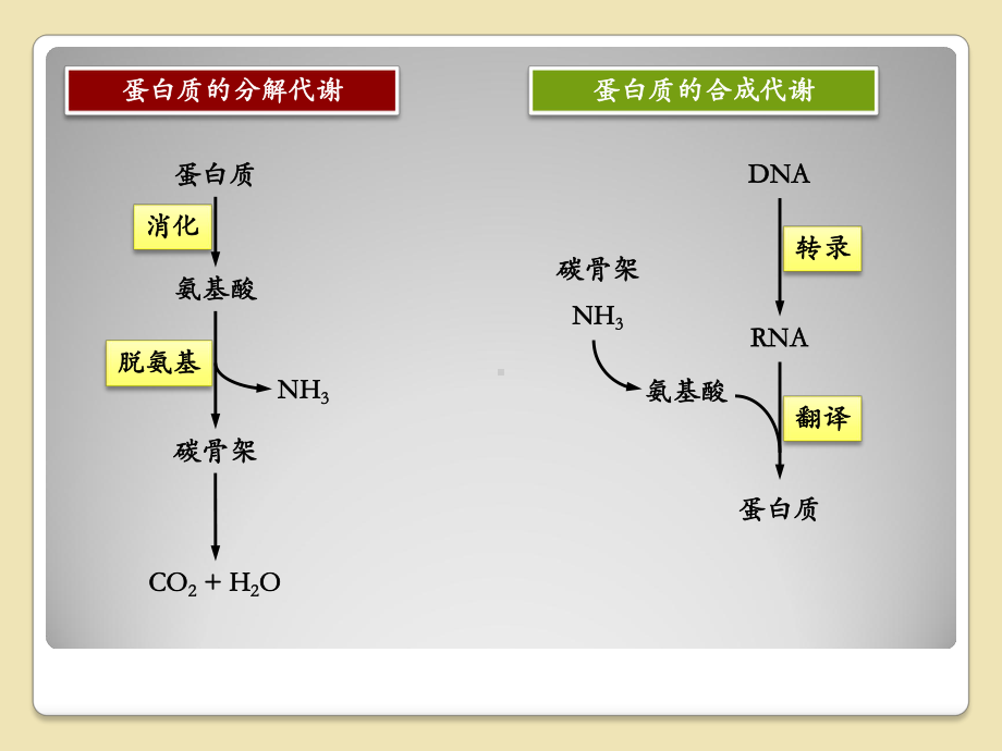 氨基酸的代谢途径课件.ppt_第3页