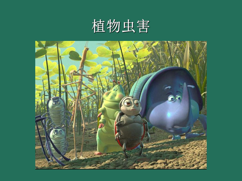 植物虫害基础知识课件.ppt_第1页