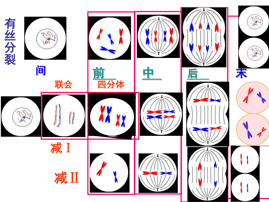 有丝分裂减数分裂图解(课堂PPT)课件.ppt_第2页