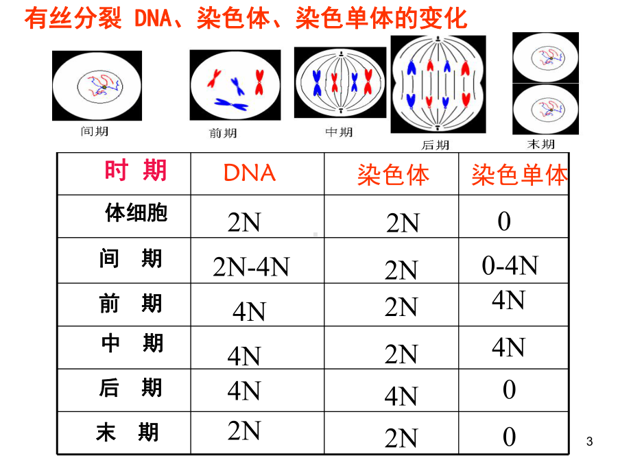 有丝分裂减数分裂图解(课堂PPT)课件.ppt_第3页