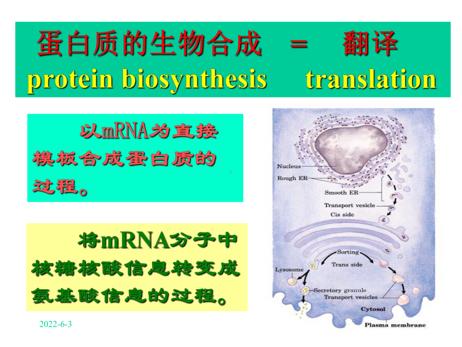 第十二章蛋白质合成定稿课件.ppt_第2页