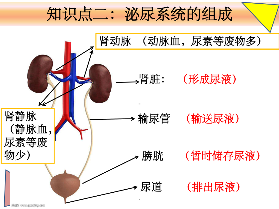 人体内废物的排出复习ppt课件.ppt_第2页