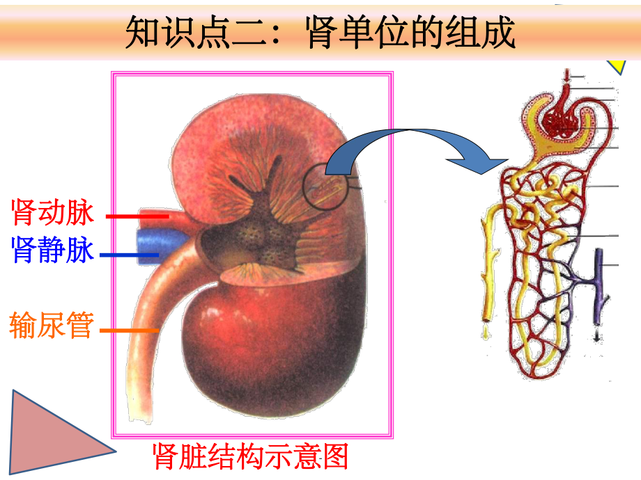 人体内废物的排出复习ppt课件.ppt_第3页