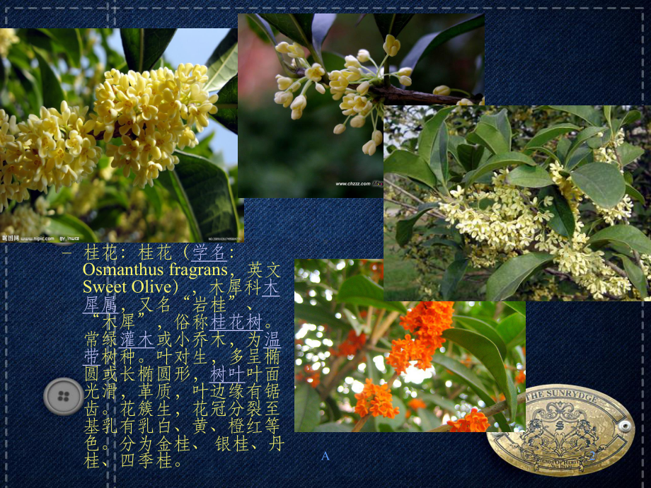 秋季开花植物课件.ppt_第2页