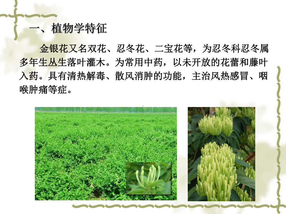 金银花栽培技术课件.ppt_第2页