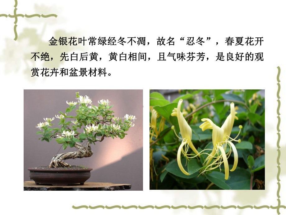 金银花栽培技术课件.ppt_第3页